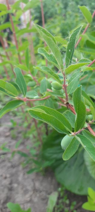 Продам Саженцы Жимолости.