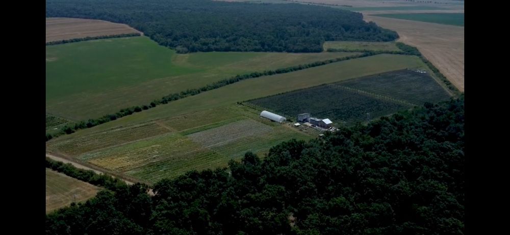 Afacere plantatie fructe