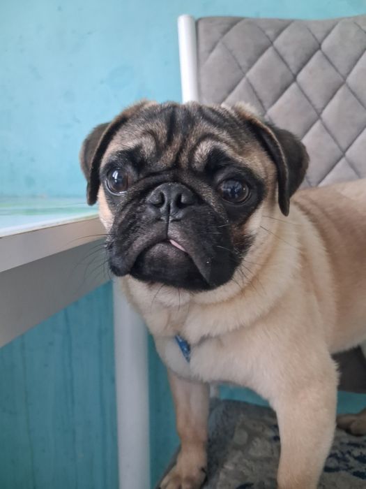 Продам собачку породы мопс 6 месяцев мальчик