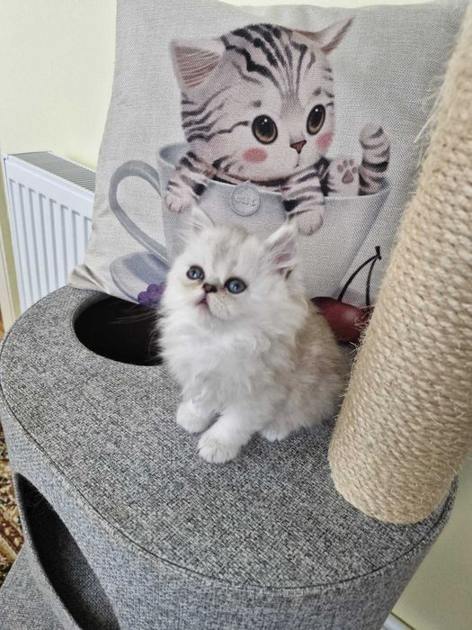 Motanel persan cu pedigree