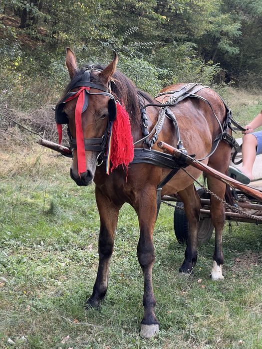 2 cai  de vanzare