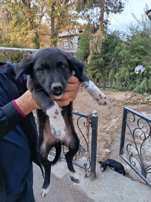 Отдам щенят в добрые руки