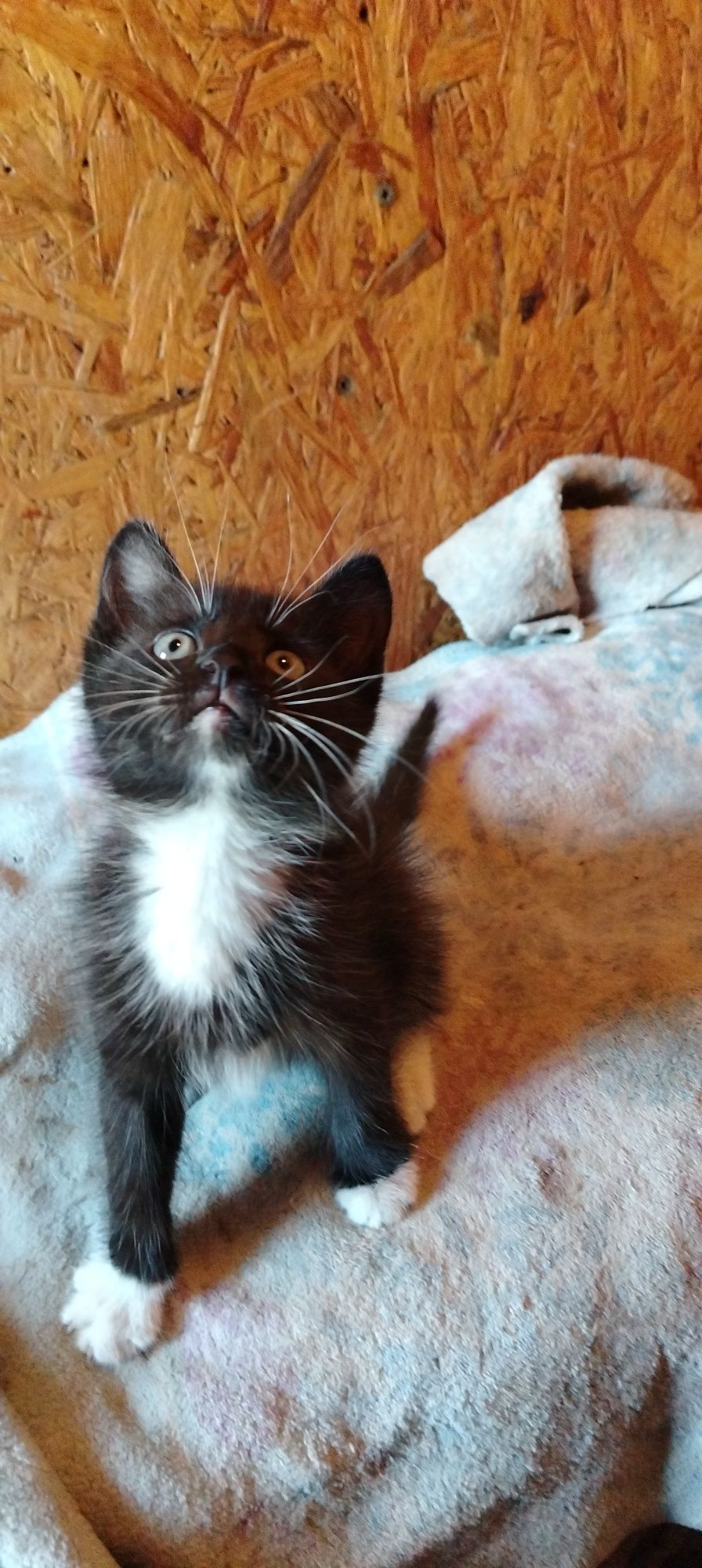 Котенок (девочка)