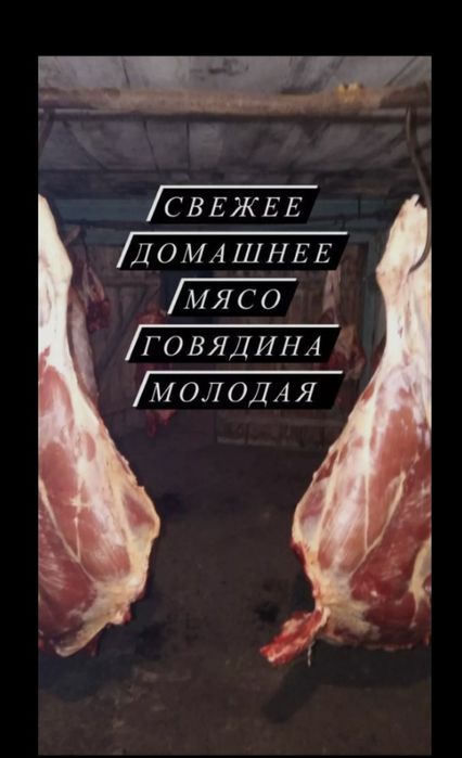 Продам мясо молодой говядины