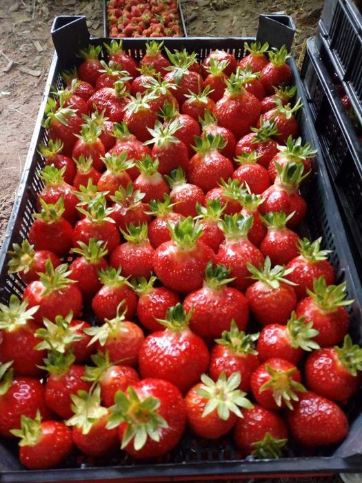 Продавам Разсад Ягоди