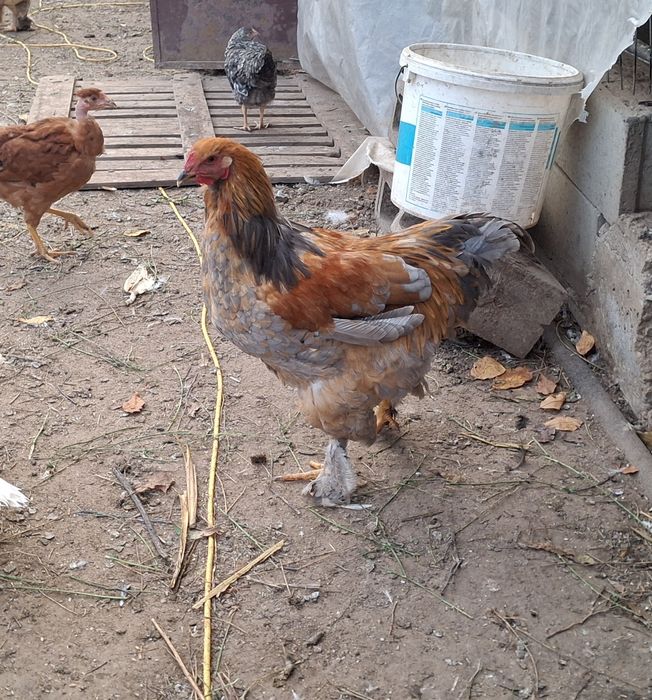 Cocosi brahma de vanzare