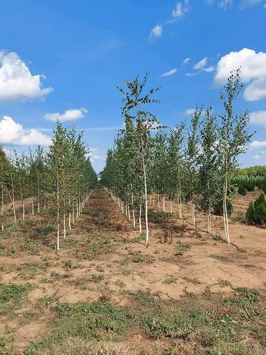 Mesteacăn betula, stejar roșu