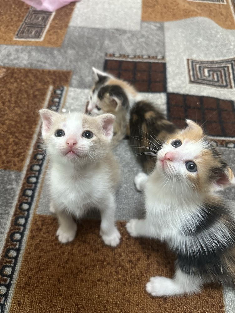 Котята котята котята