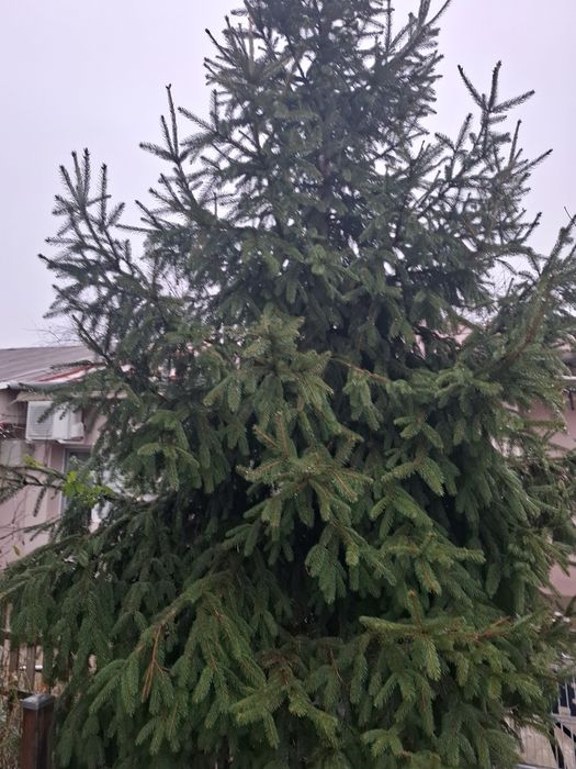 Brad natural sanatos