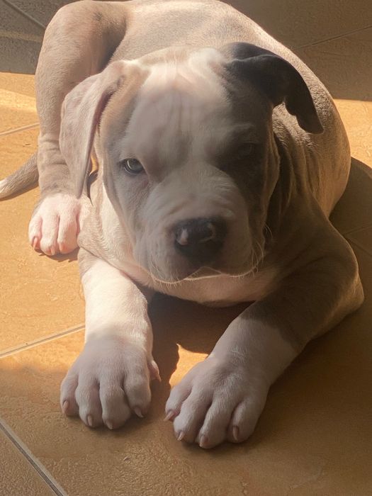 американско були