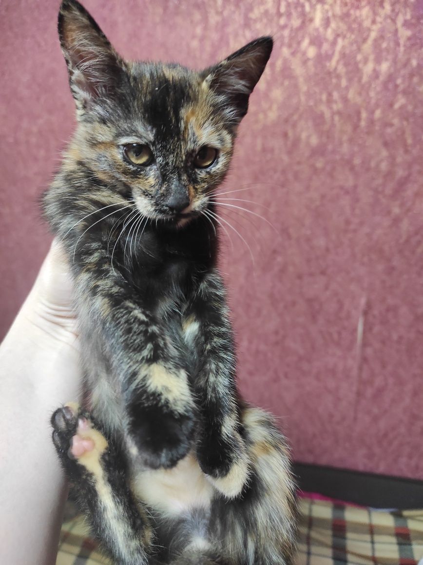 Котенок трёх цветные,девочка 3 месяца