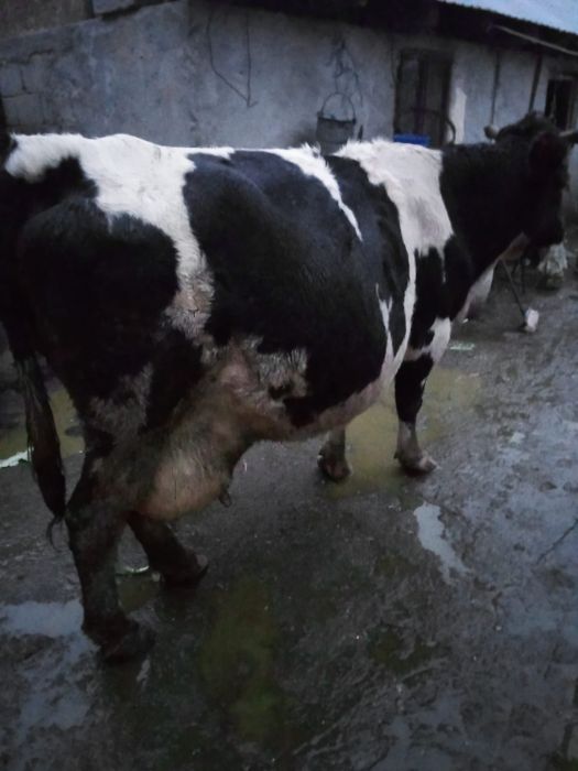 Vând vacă gestanta