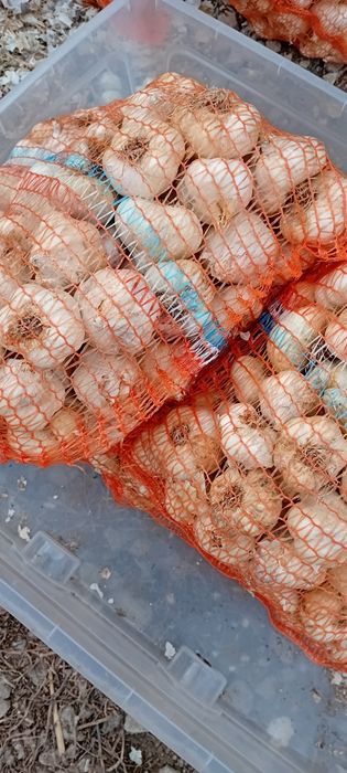 Usturoi de toamnă de vânzare