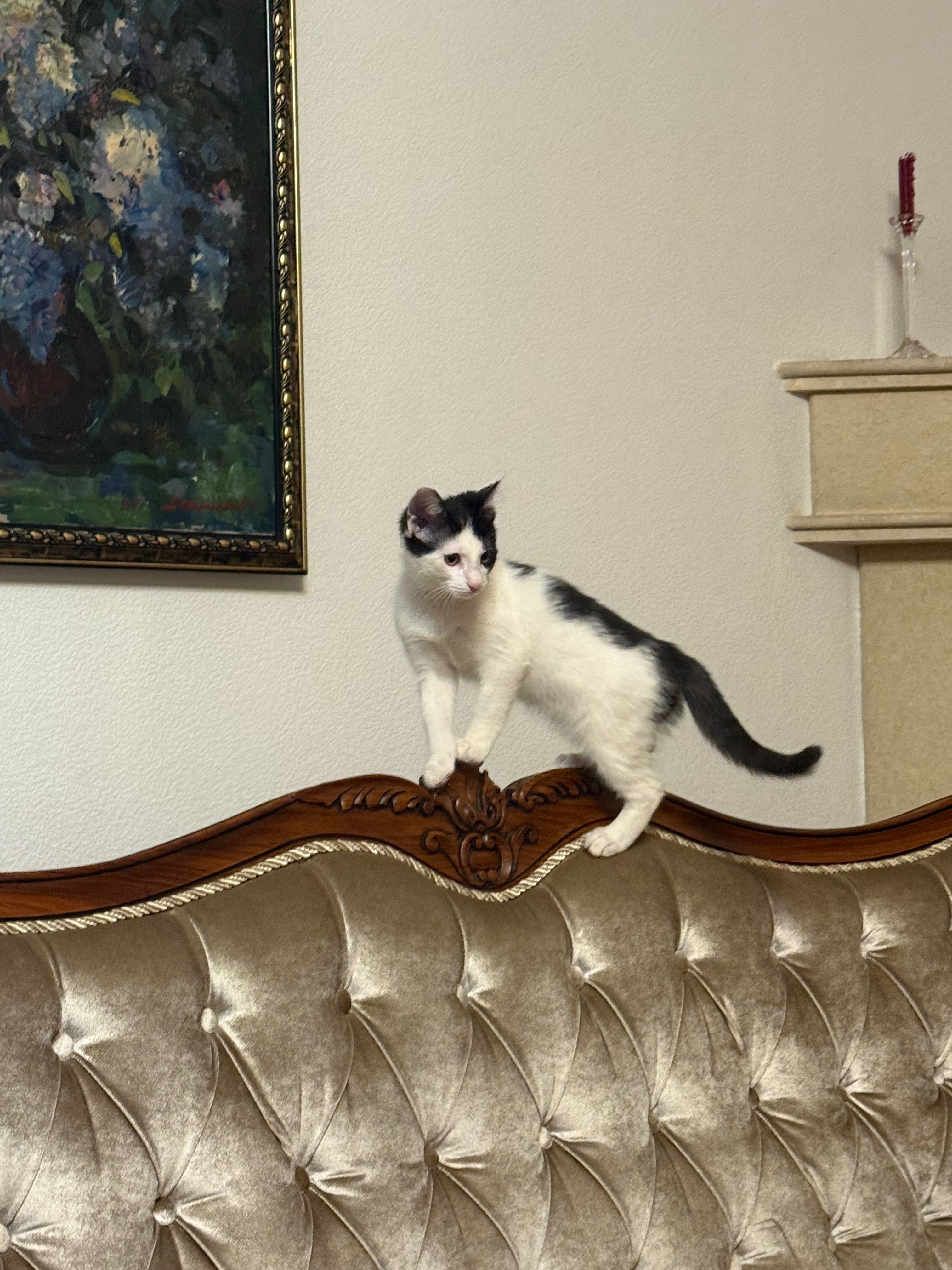 Котенок в хорошие руки