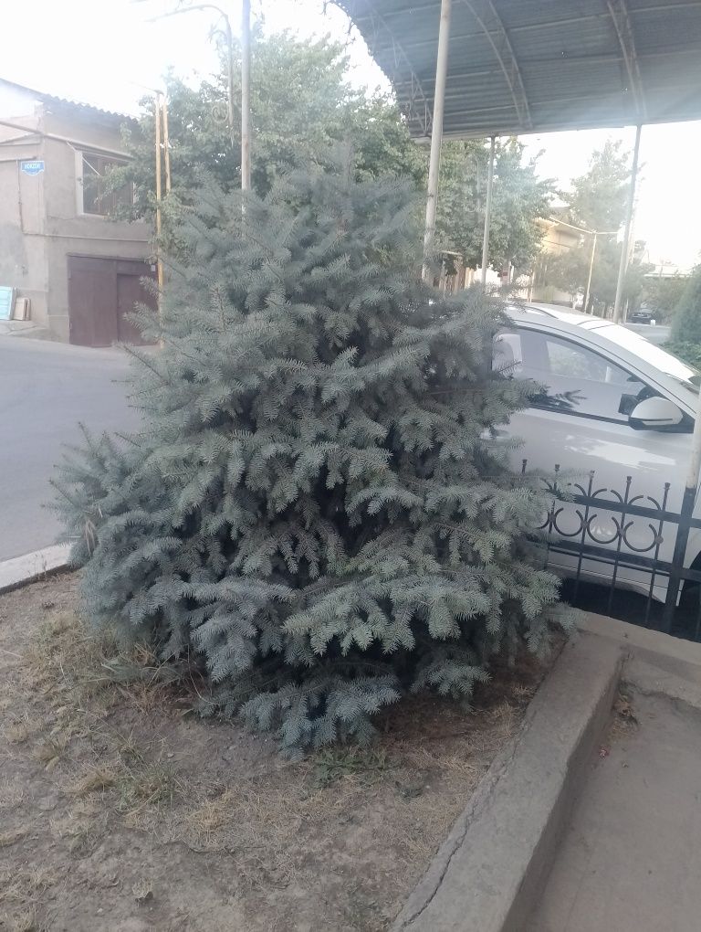 Продается голубые Ель (голубого цвета)  Ель в отличном состоянии, пуши