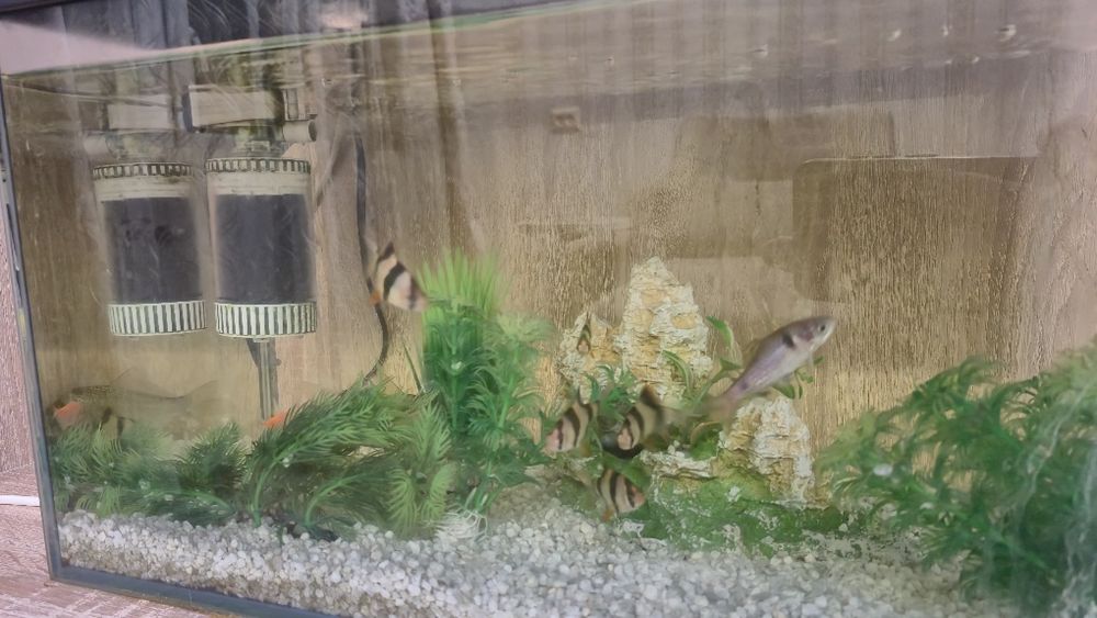 Продам аквариум с рыбками
