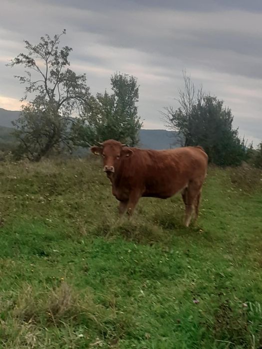 Animale domestice