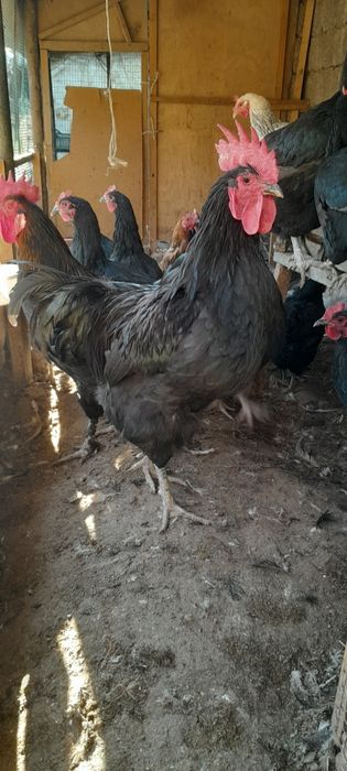 Tovuq xorozla sotiladi Damashniy