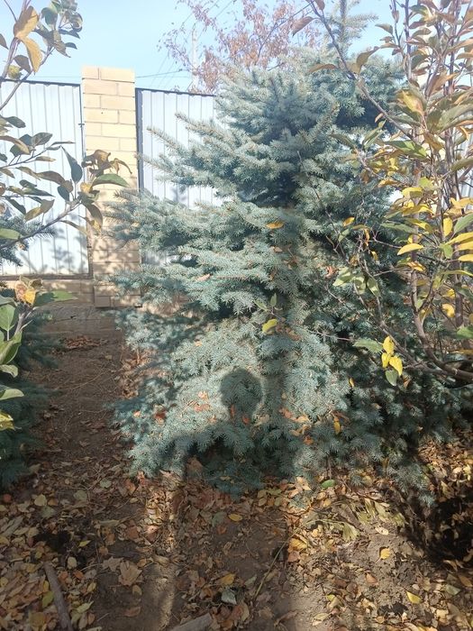 Продам елку живая