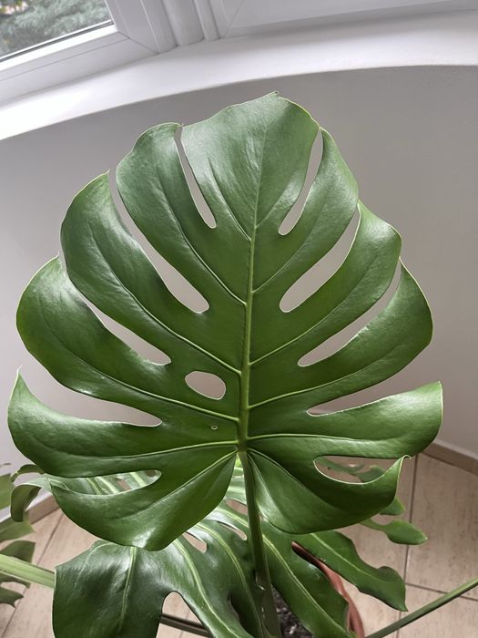 Monstera Deliciosa - planta de apartament
