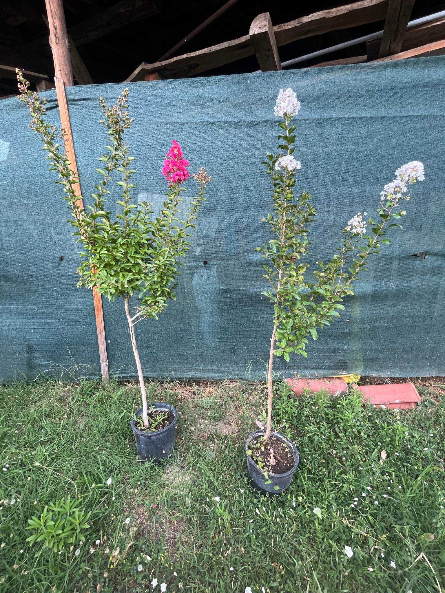 Индийски люляк (Lagerstroemia Indica)