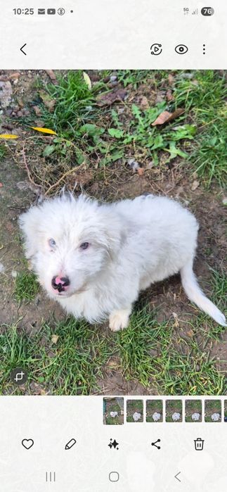 Donez catel pui   , varsta 5 luni