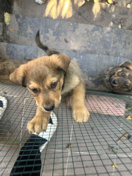 Donez catelusi 2 luni