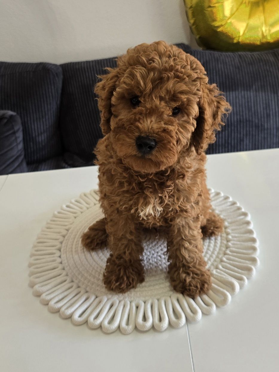 Пудел той Poodle toy с родословие мини момче