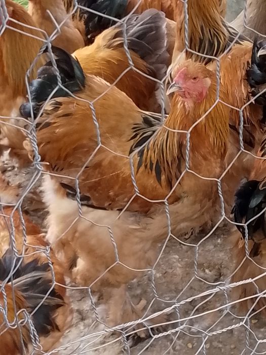 Cocoși brahma col galben-albastru, galben-negru!