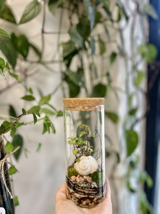 Мини терариуми с живи растения, екосистема в буркан