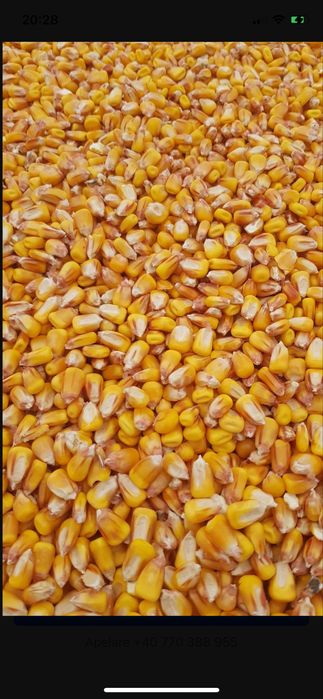 Vând grăunțe productie 2025 1 Leu /kg