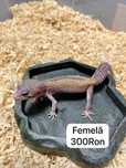 Soparla Gecko Leopard