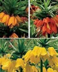Bulbi Lalea Regala-Floarea Pastelui, pt plantat,Portocaliu,Galben,Rosu