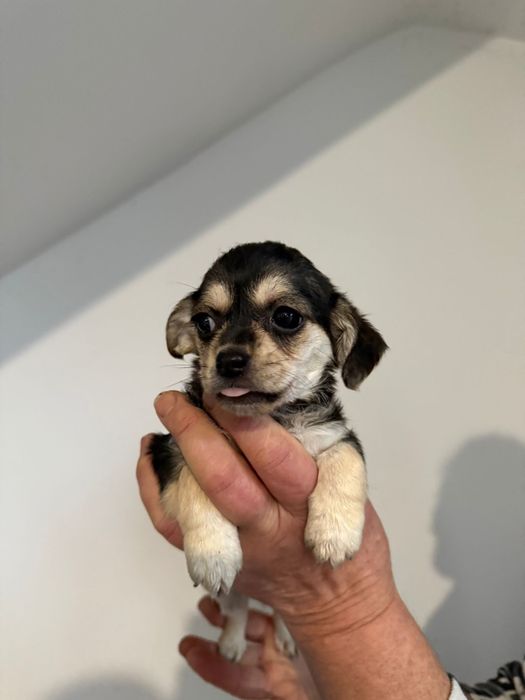 Donez 10 pui pichinezi din doua femele pichineze