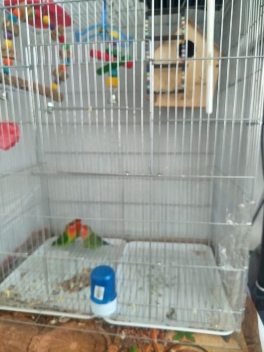 Papugay nerazluchka