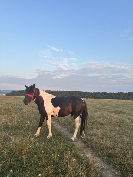 De vânzare armasar