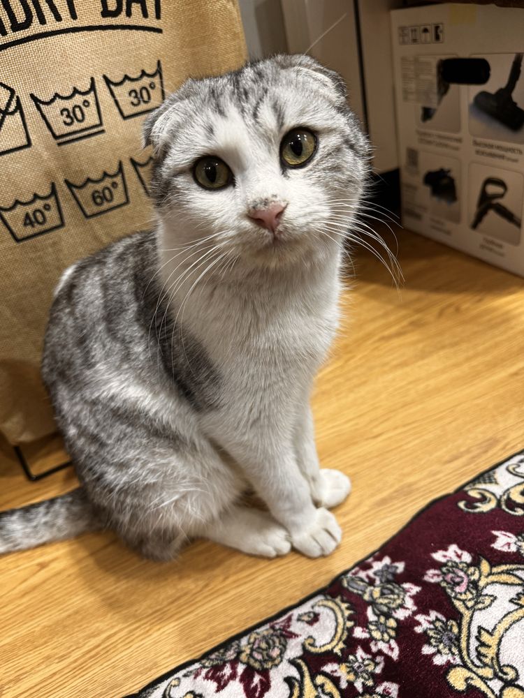 Скоттиш Фолд в хорошие руки