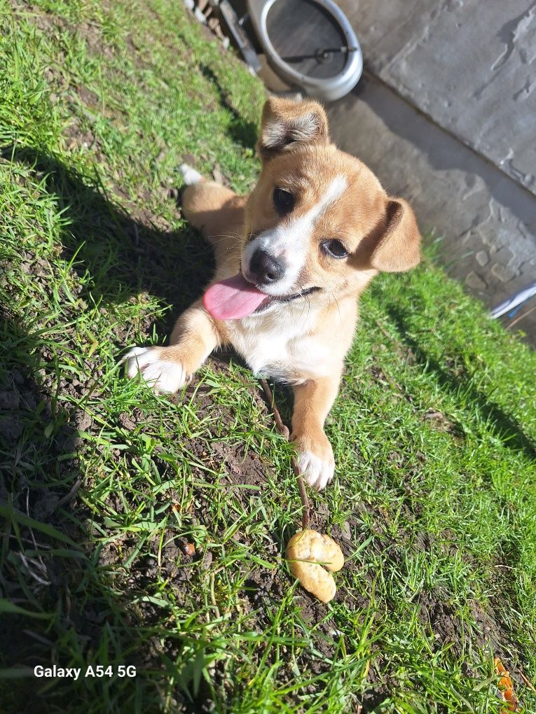 Donez cătelusa de talie mica