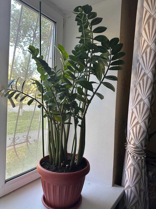 долларовое дерево , замиокулькас