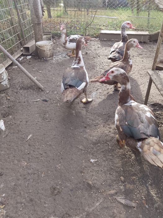 Vând rațe leșești