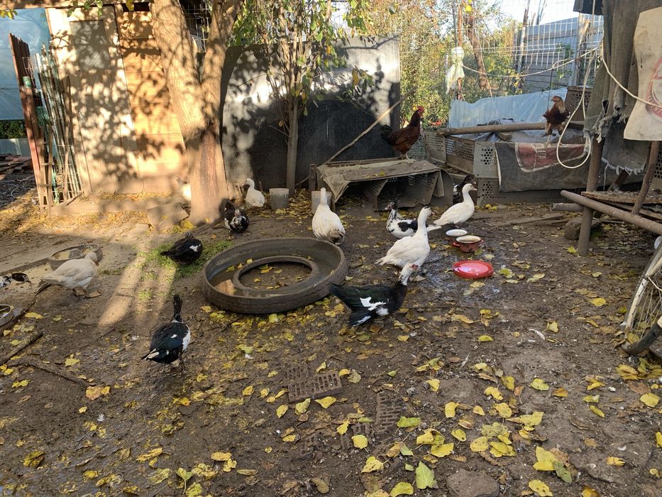 Vand rate mute ( lesesti )