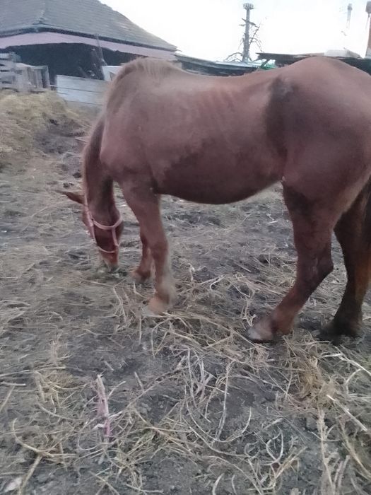 Vând o iapa mai batrană