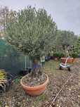 Maslin secular (olea europea)