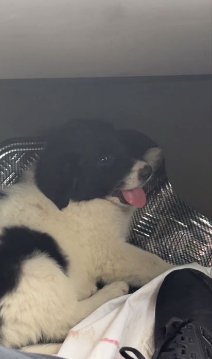 Подарявам немска овчарка