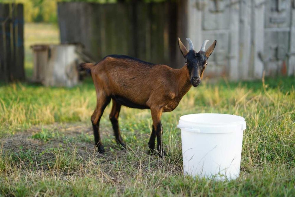 Vand caprita/iada alpina franceza 11 luni