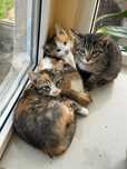 Pisic pentru adoptie
