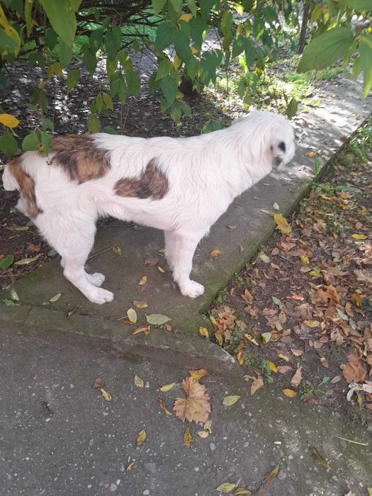 Ofer spre adoptie doua cateluse