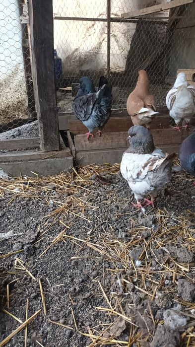 Kingi linie noua si pauni