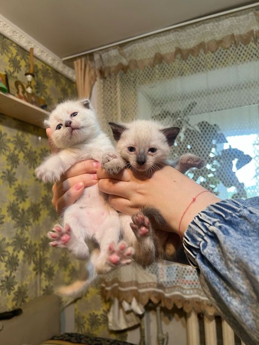Сиамсикие котятя белые и веслоухий