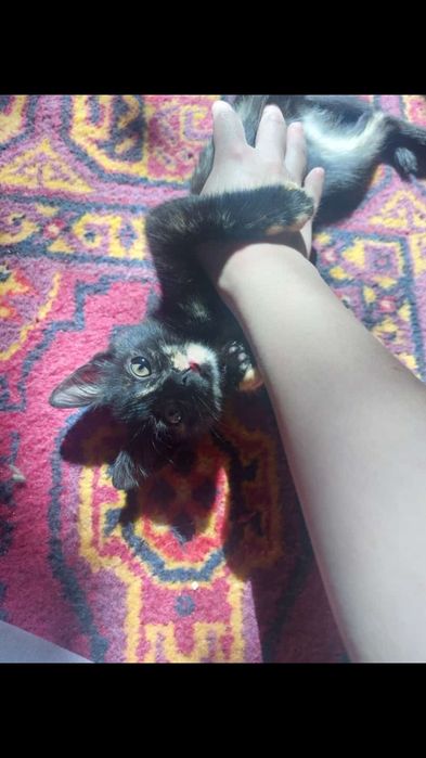 Отдам котенка в хорошие руки